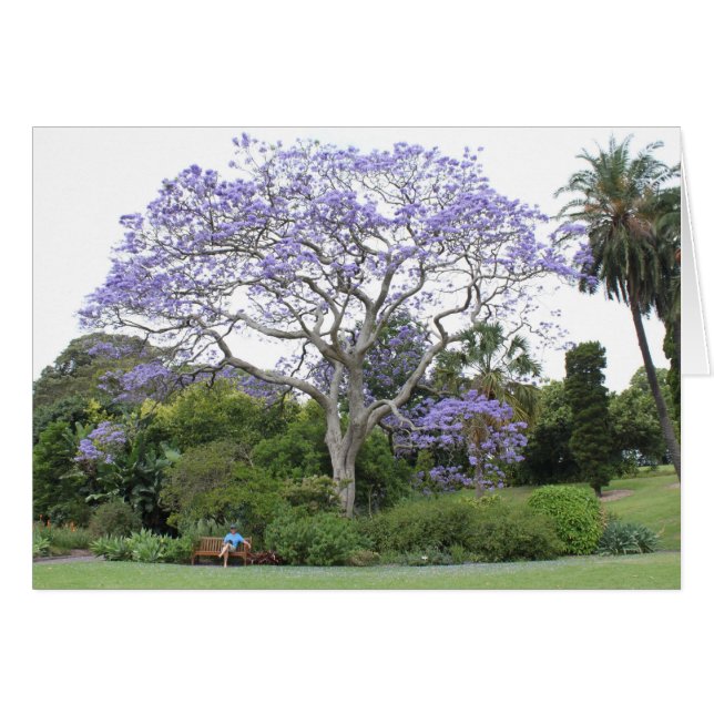 Jacaranda Tree (Vorderseite (Horizontal))
