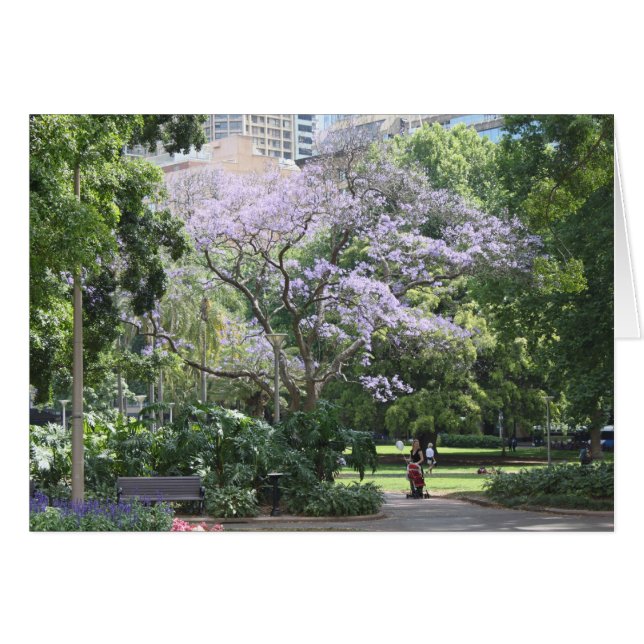 Jacaranda Tree (Vorderseite (Horizontal))