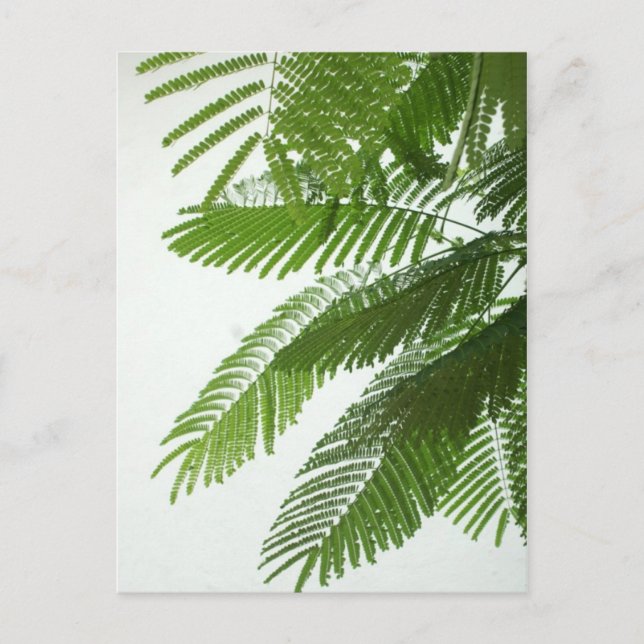 Jacaranda Tree Blätter Postkarte (Vorderseite)