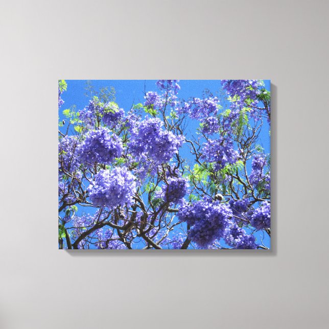 Jacaranda Tree Leinwanddruck (Vorderseite)