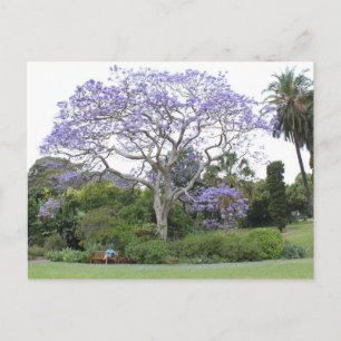 Jacaranda Tree Postkarte