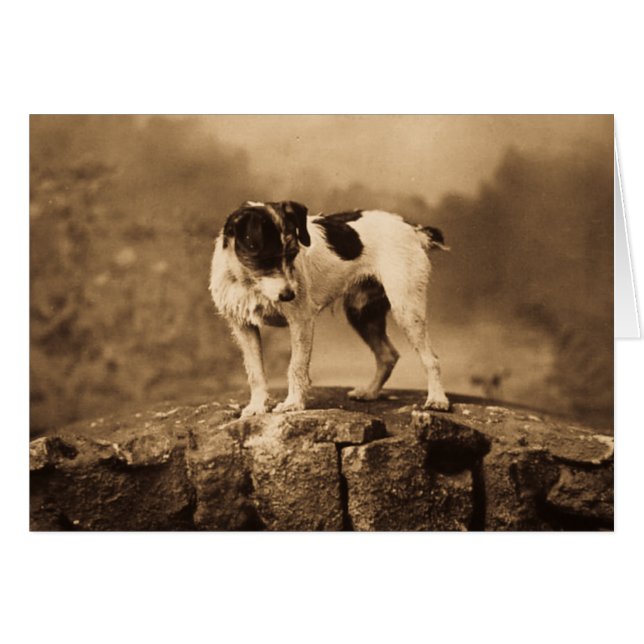 Jack der Vintage Jack-Russell-Terrier (Vorderseite (Horizontal))