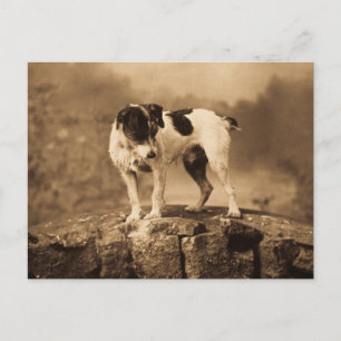Jack der Vintage Jack Russell Terrier Postkarte