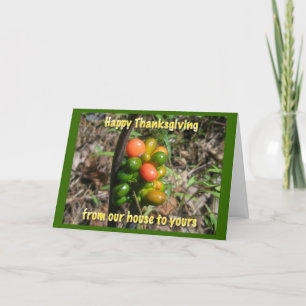 Jack in der Pulpit Seeds Happy Thanksgiving Card Feiertagskarte