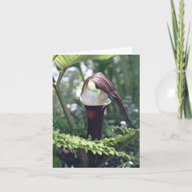 Jack In The Pulpit-Blumenfotografie  (Vorderseite)