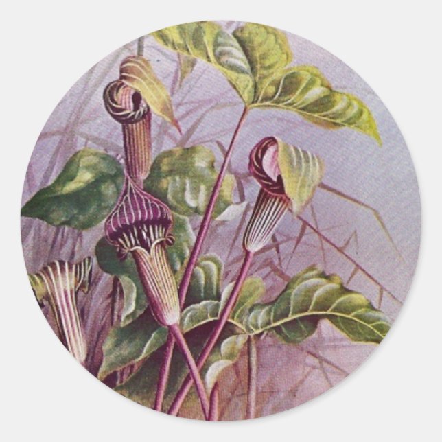 Jack-in-the-Pulpit Botanische Blume Rundsticker Runder Aufkleber (Vorderseite)