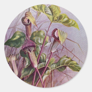 Jack-in-the-Pulpit Botanische Blume Rundsticker Runder Aufkleber
