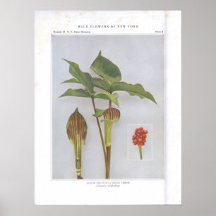 Jack-in-the-Pulpit; Indischer Turnip Poster