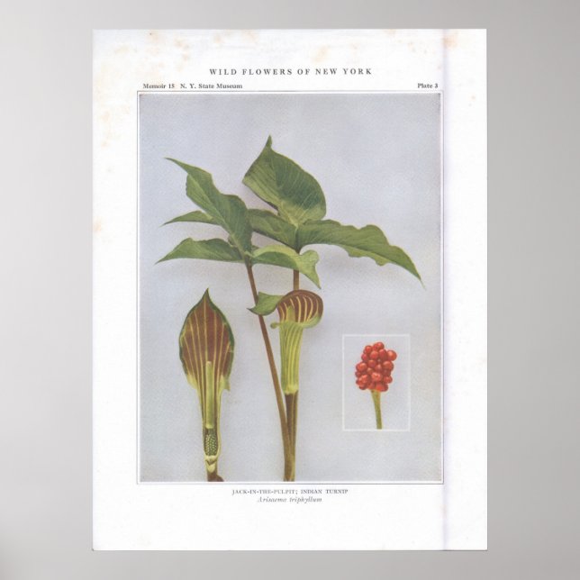 Jack-in-the-Pulpit; Indischer Turnip Poster (Vorne)