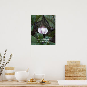 Jack-in-the-Pulpit-Pflanze Aristoteles Natur Zitat Poster
