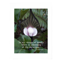Jack-in-the-Pulpit Pflanze Aristoteles Nature Zita