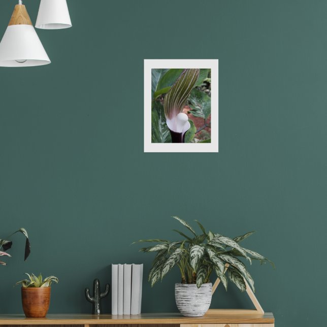 Jack-in-the-Pulpit-Pflanze Poster (Wohnzimmer 1)