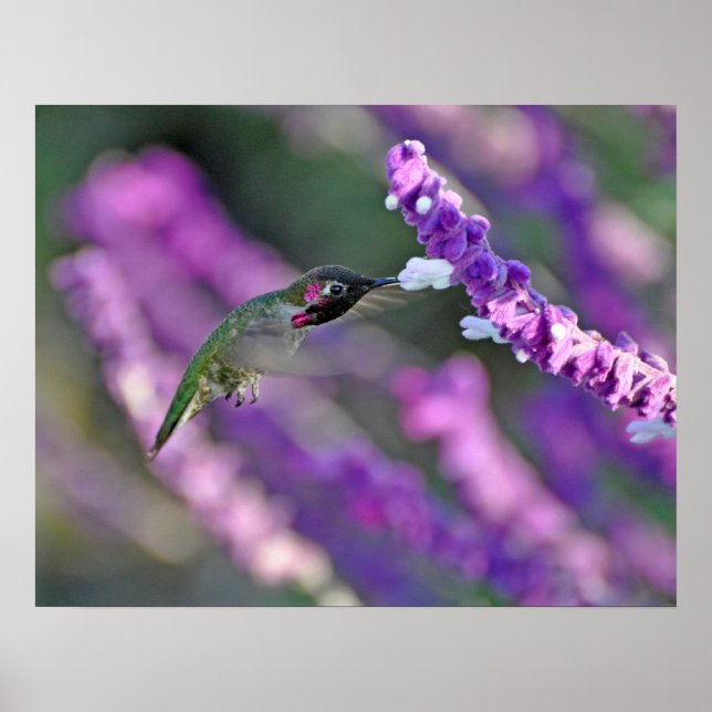 Jack London Male Anna's Hummingbird Print Poster (Vorne)