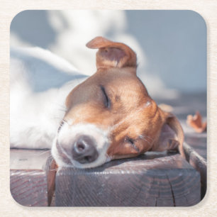 Jack Russel auf Herbstportseite Rechteckiger Pappuntersetzer