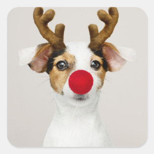 JACK RUSSEL TERRIER ALS RINDEERKLEBER QUADRATISCHER AUFKLEBER
