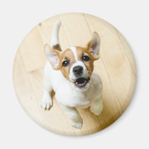 Jack-Russel-Terrier-Kühlschrankmagnet Magnet