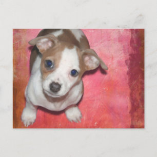 Jack Russel Terrier Puppy auf rosa Postkarte