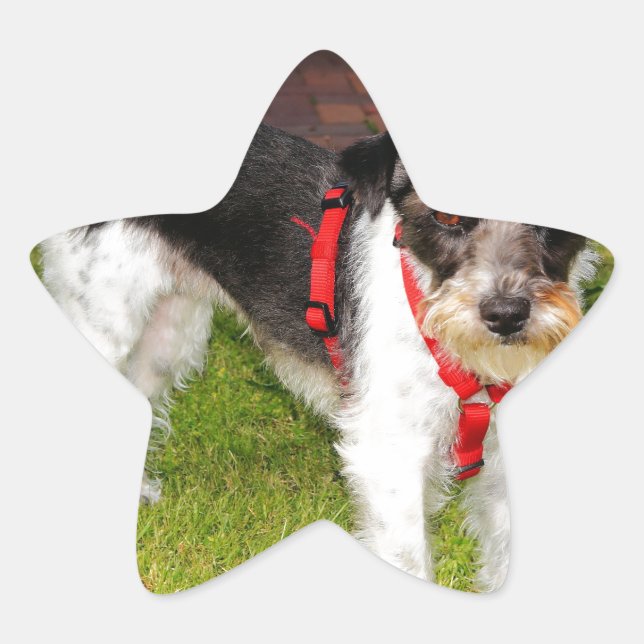 Jack Russel Terrier Stern-Aufkleber (Vorderseite)