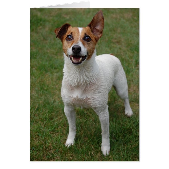 Jack Russell (Vorne)