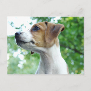Jack Russell Dog Postcard Postkarte