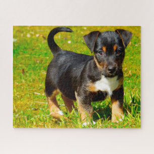 Jack Russell Dog. Puzzle