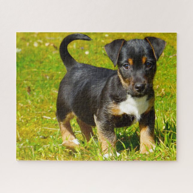 Jack Russell Dog. Puzzle (Horizontal)