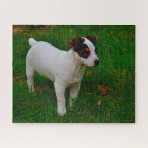 Jack Russell Dog. Puzzle