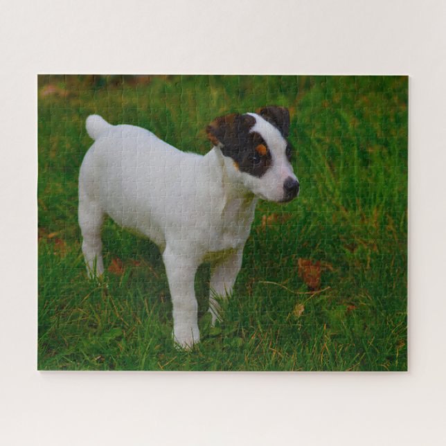 Jack Russell Dog. Puzzle (Horizontal)