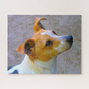 Jack Russell Dog. Puzzle