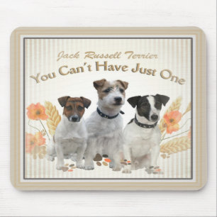 Jack Russell kann gerade ein mousepad nicht haben