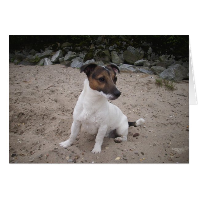 Jack Russell klein Hund (Vorderseite (Horizontal))