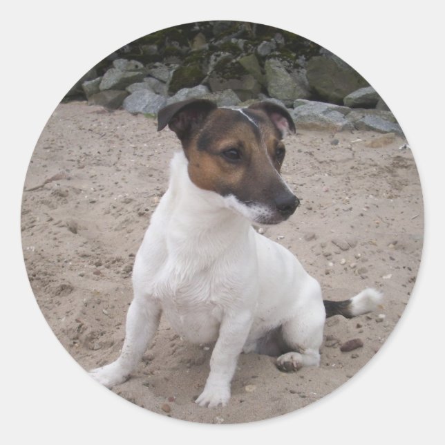 Jack Russell klein Hund Runder Aufkleber (Vorderseite)