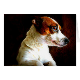 Jack Russell-Portrait