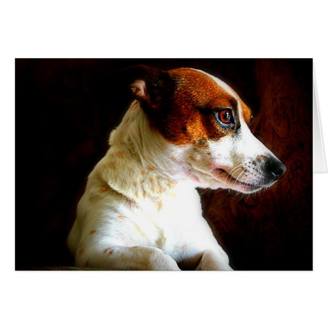 Jack Russell-Portrait (Vorderseite (Horizontal))