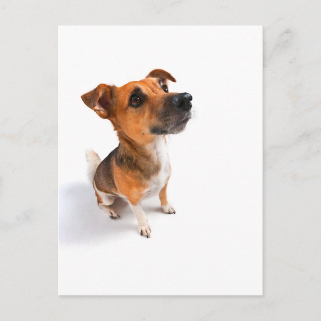 Jack Russell Postkarte (Vorderseite)