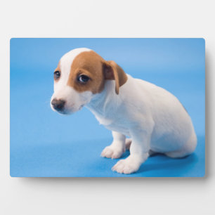 Jack Russell Puppy Fotoplatte