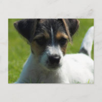Jack Russell Puppy Postcard