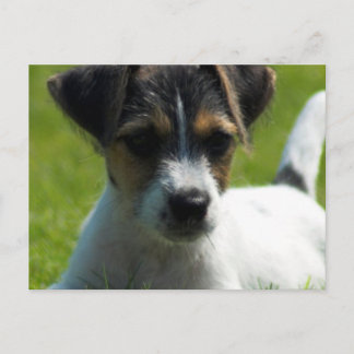 Jack Russell Puppy Postcard Postkarte