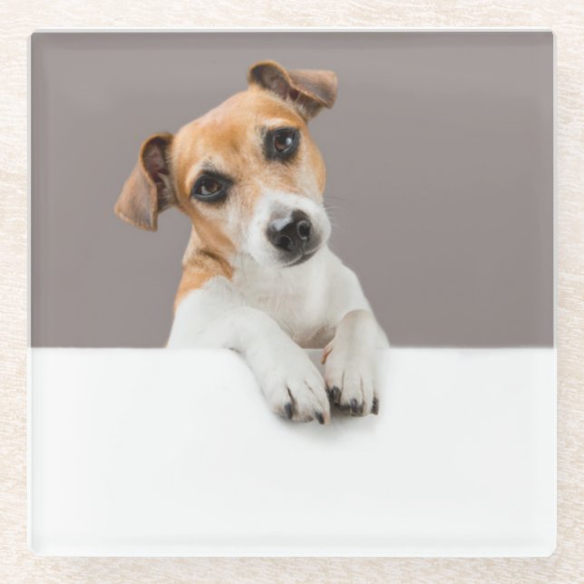 Jack Russell Puppy Sweet Adorable Baby Puppy Glasuntersetzer (Vorderseite)