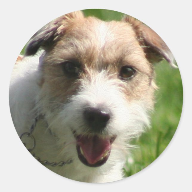 Jack Russell Terrie Sticker (Vorderseite)