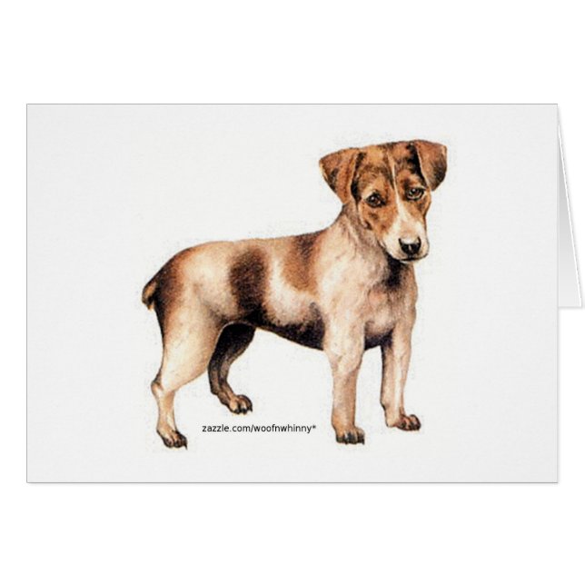 Jack Russell Terrier (Vorderseite (Horizontal))