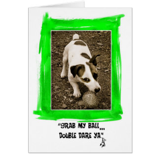 Jack Russell Terrier