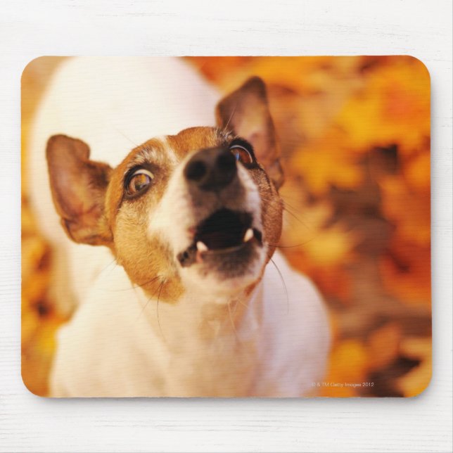 Jack Russell Terrier bellen und springen, Herbst Mousepad (Vorne)