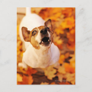 Jack Russell Terrier bellen und springen, Herbst Postkarte