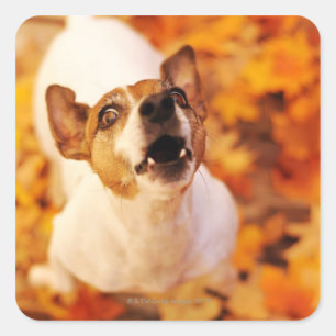 Jack Russell Terrier bellen und springen, Herbst Quadratischer Aufkleber