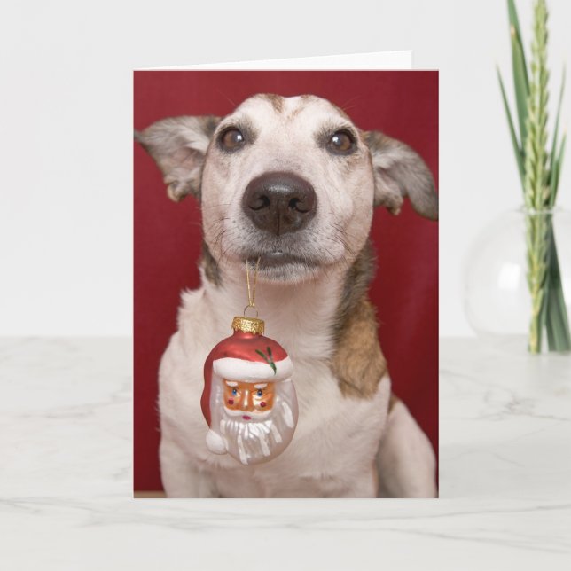Jack-Russell-Terrier, der Weihnachtsverzierung Feiertagskarte (Vorderseite)
