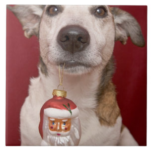 Jack-Russell-Terrier, der Weihnachtsverzierung Fliese