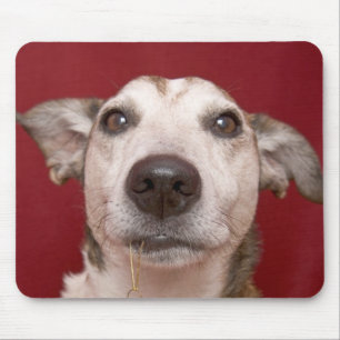 Jack-Russell-Terrier, der Weihnachtsverzierung Mousepad