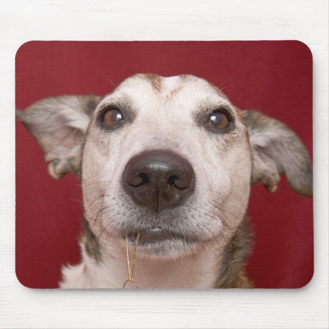 Jack-Russell-Terrier, der Weihnachtsverzierung Mousepad (Vorne)