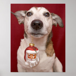 Jack-Russell-Terrier, der Weihnachtsverzierung Poster